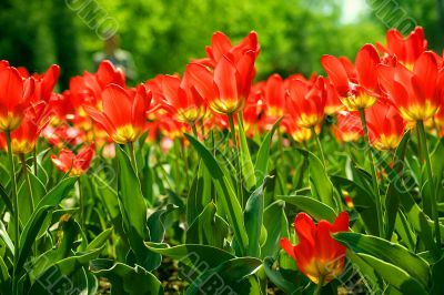 Flowers tulips