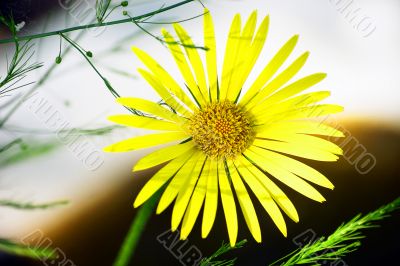 Senecio jacobaea