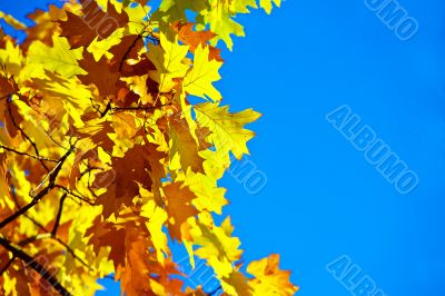 Wedge yellow leaves.