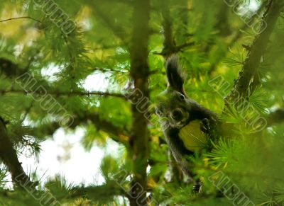 Curious squirrel