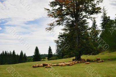 Sheep on Green Field