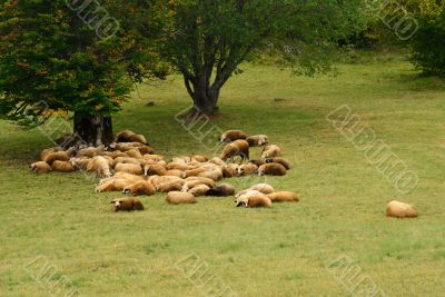 Sheep on Green Field