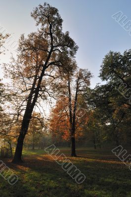 Autumn Morning Light