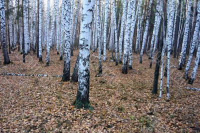 Birch-pine forest in autumn.