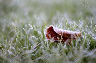 Leaf in Grass in Autumn Morning