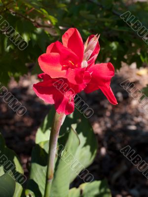Folded Red Petal Flower