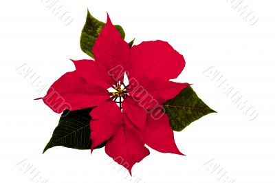 Christmas Flower 