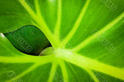 a leaf behind a leaf