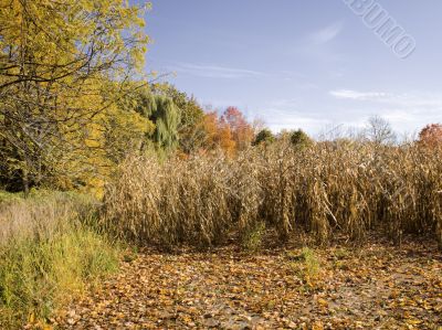 corn field 