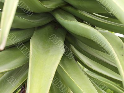 aloe vera plant
