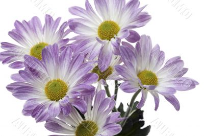 close up shot of purple flowers
