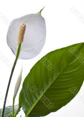 calla lily