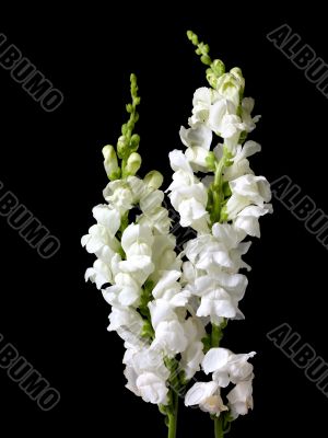 clustered flowers on black