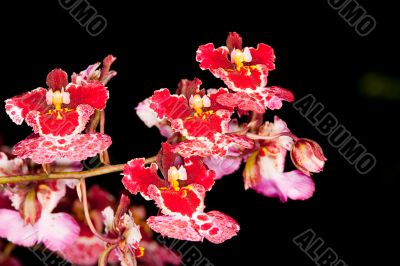 beautiful flower closeup