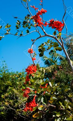 contrasting orange flowers