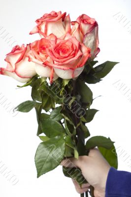 bouquet of pink roses