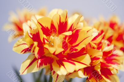 Closeup Tulip