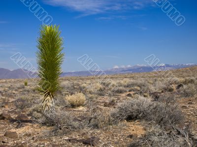 cactus in desert