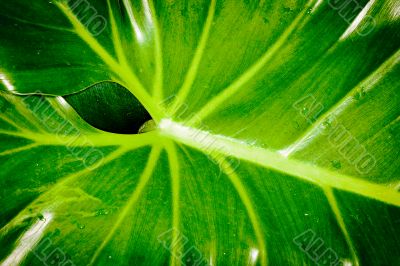 closeup leaf