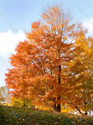 colorful autumn trees