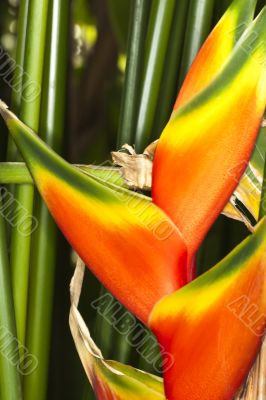 heliconia  