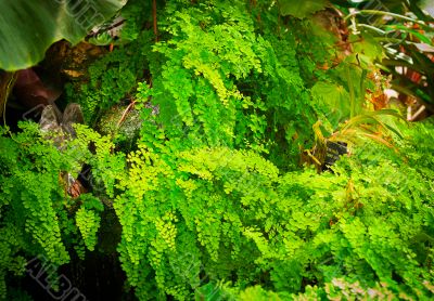 bright green plants
