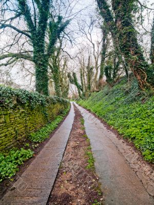 forest walkway in cotswold