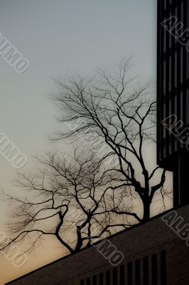 view of silhouette of trees and building against clear sky