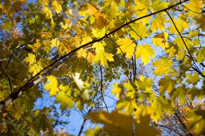 autumn leaves