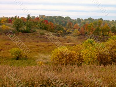 landscape during fall