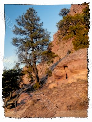 tree in a rockface 