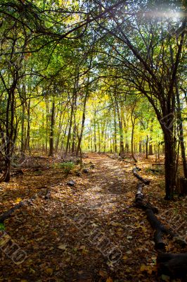 forest with autumn trees