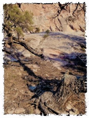 tree trunks and rocks