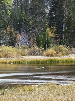 view of a calm lake and trees