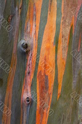 painted wood