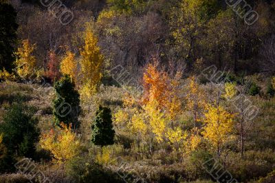 autumn trees