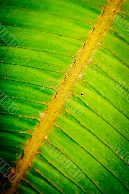 Closeup Fern