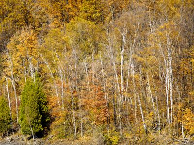 large birch trees