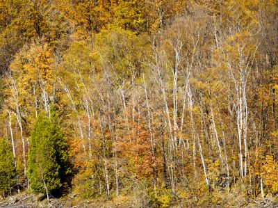 large birch trees