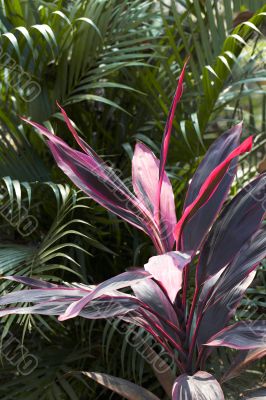 cordyline leaves