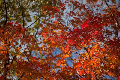 image of maple leaves