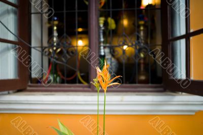 flower and window