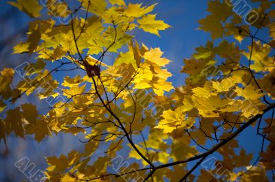 view of maple leaves