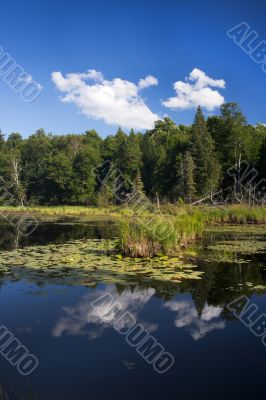 forest lake