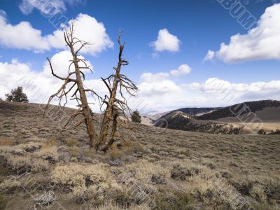 view of a bare tree