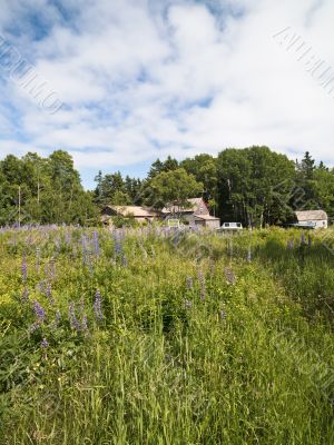 wildflowers with hut and trees in background of bald porcupine island acadia national park maine