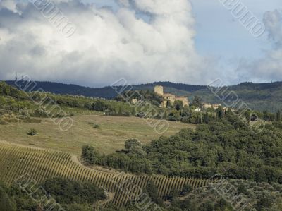 vineyard in tuscany