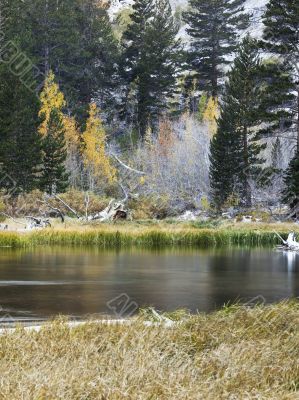 scenic shot of lake and trees