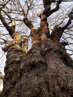 lumpy tree