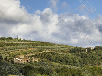 far view of a vineyard in tuscany